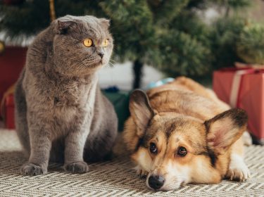 hund und katze vor weihnachtsbaum