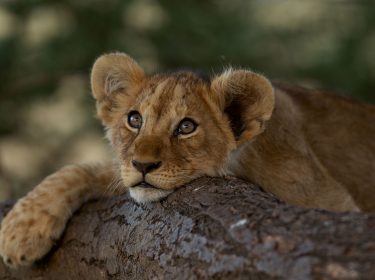 Auf dem Bild im Artikel zum National Geographic Special bei GigaTV siehst du ein Löwenjunges, das seinen Kopf und eine Pfote auf einem Baumstamm ablegt. Es blickt aufmerksam und neugierig in die Ferne, während der Hintergrund in sanften Grüntönen verschwimmt.