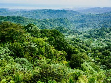 In dem Artikel über das Dschungelcamp 2026 ist ein Dschungel von oben zu sehen. Die grünen Bäume reichen bis in die Ferne.