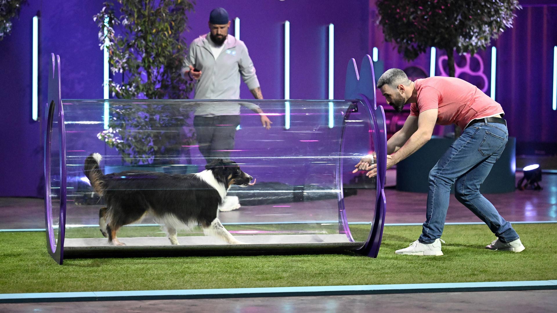 In den GigaTV-Highlights im August ist eine Szene aus der Show Top Dog Germany zu sehen: Ein schwarz-weißer Hütehund läuft durch einen transparenten Tunnel auf einen Mann im roten T-Shirt zu, der ihn motivierend empfängt.