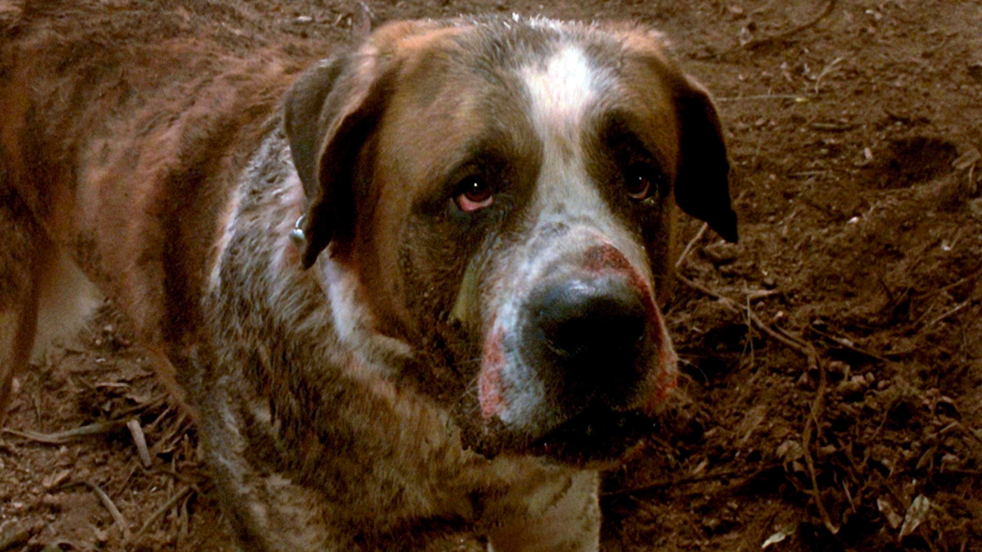 Nahaufnahme des Hundes Cujo