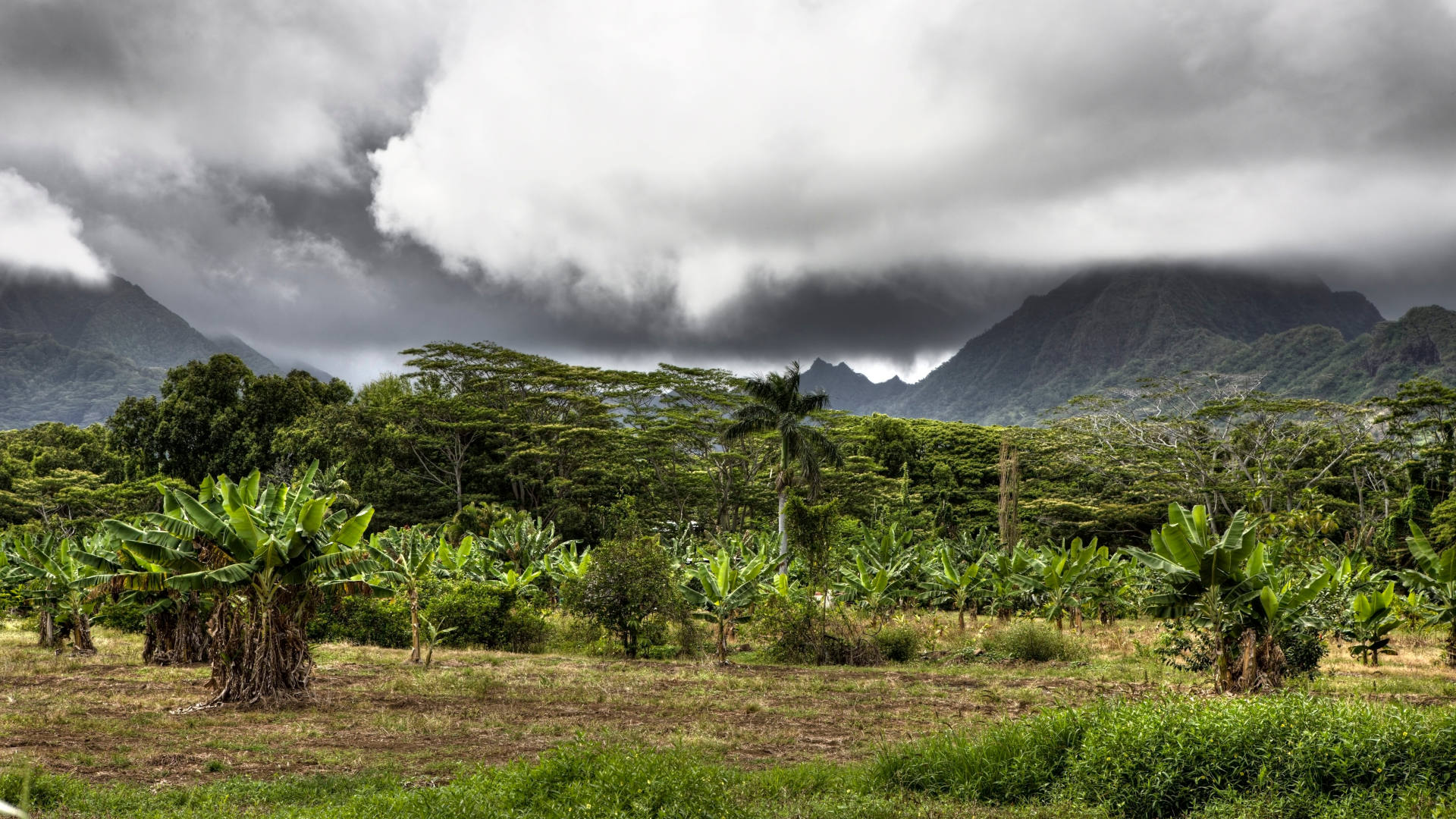 Landschaft der Kualoa Ranch, Oahu, Pazifik, Hawaii, USA 