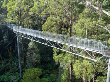 Ein Metallsteg erstreckt sich durch das Blätterdach eines Eukalyptuswaldes im Great Otway National Park, Australien.