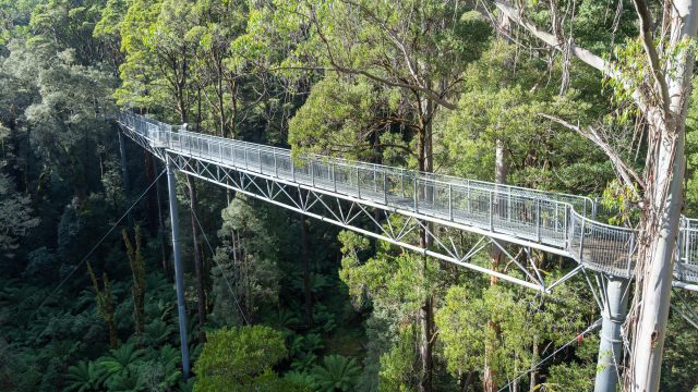 Ein Metallsteg erstreckt sich durch das Blätterdach eines Eukalyptuswaldes im Great Otway National Park, Australien.