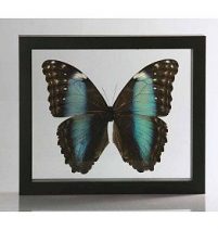 Ingelijste vlinder - Morpho Deidamia-