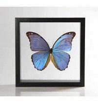 Ingelijste vlinder - Morpho Godarti-