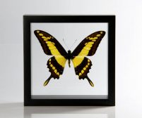Ingelijste vlinder - Papilio Thoas-