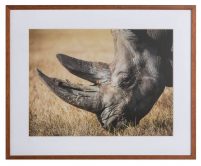 Neushoorn by Lucas-