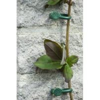 Clematisklemmen-Tuinonderhoud