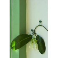 Plantenklemmen-Moestuin