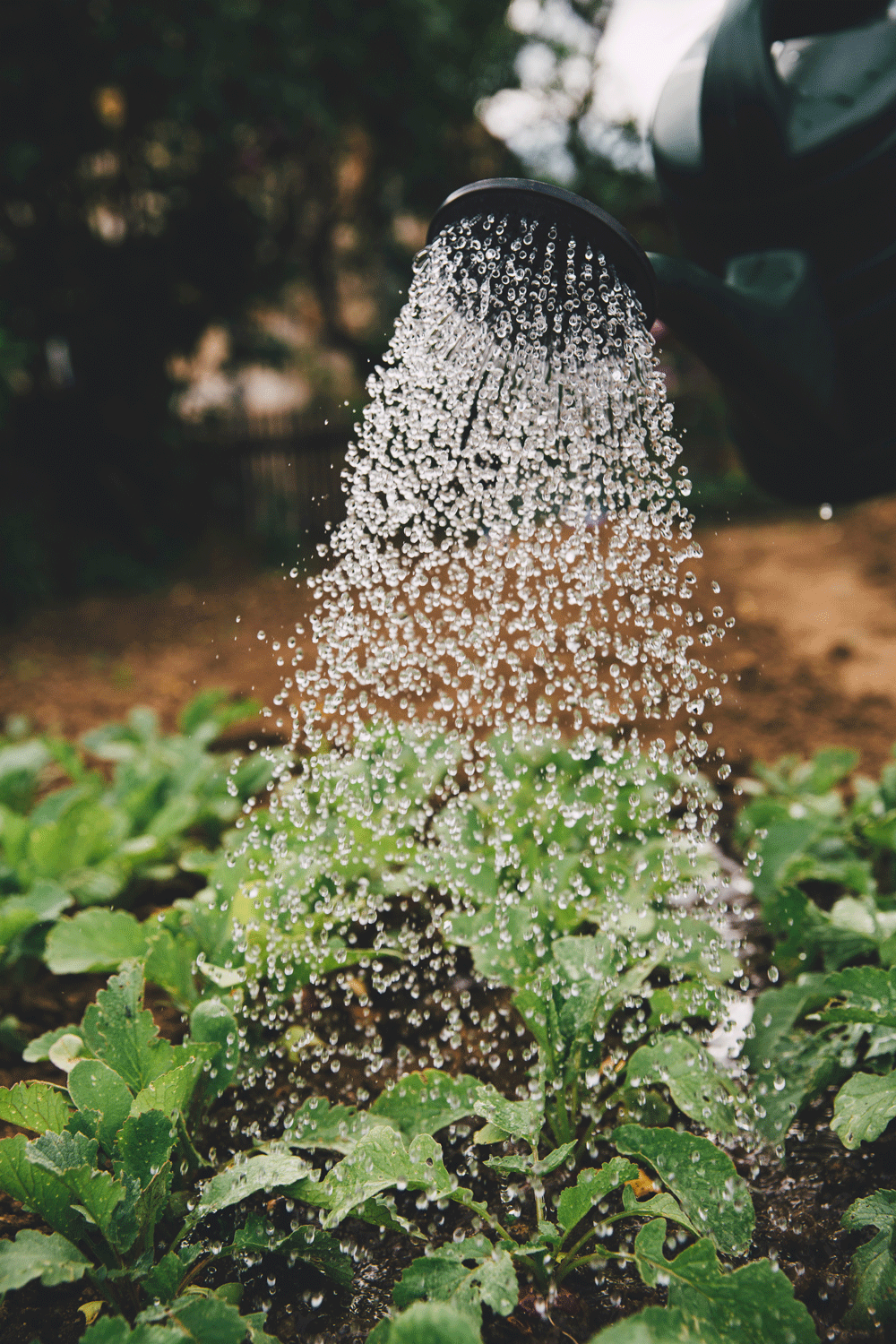Te veel en te snel water geven kan soms zelfs averechts werken! Wacht met water geven en de plant zoekt zelf water in de grond.