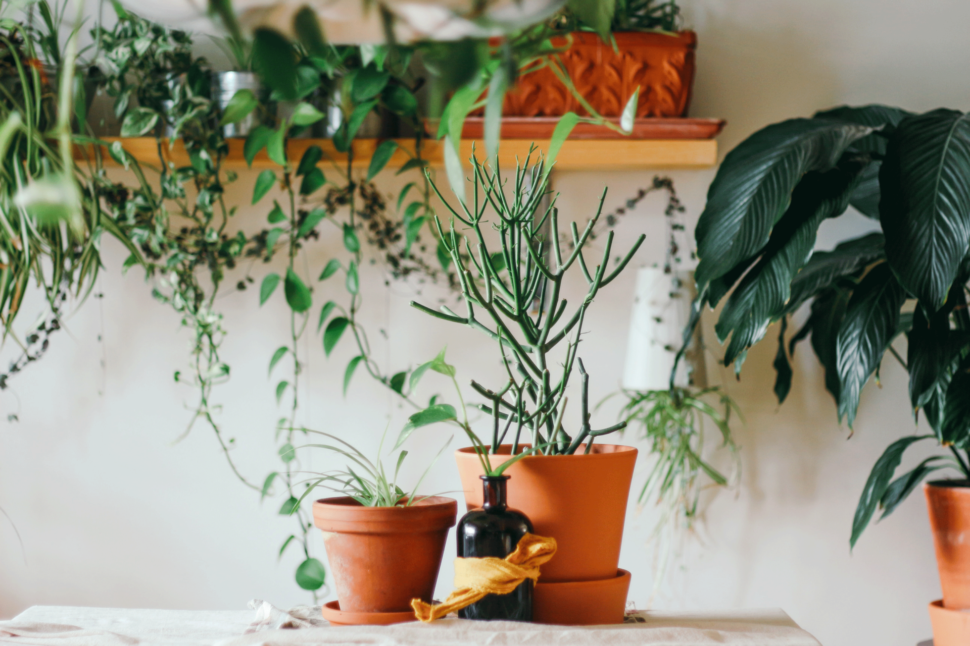 Heb jij misschien wat minder groene vingers? Dan kan je kiezen voor behang of een plantenprint in plaats van echte planten.