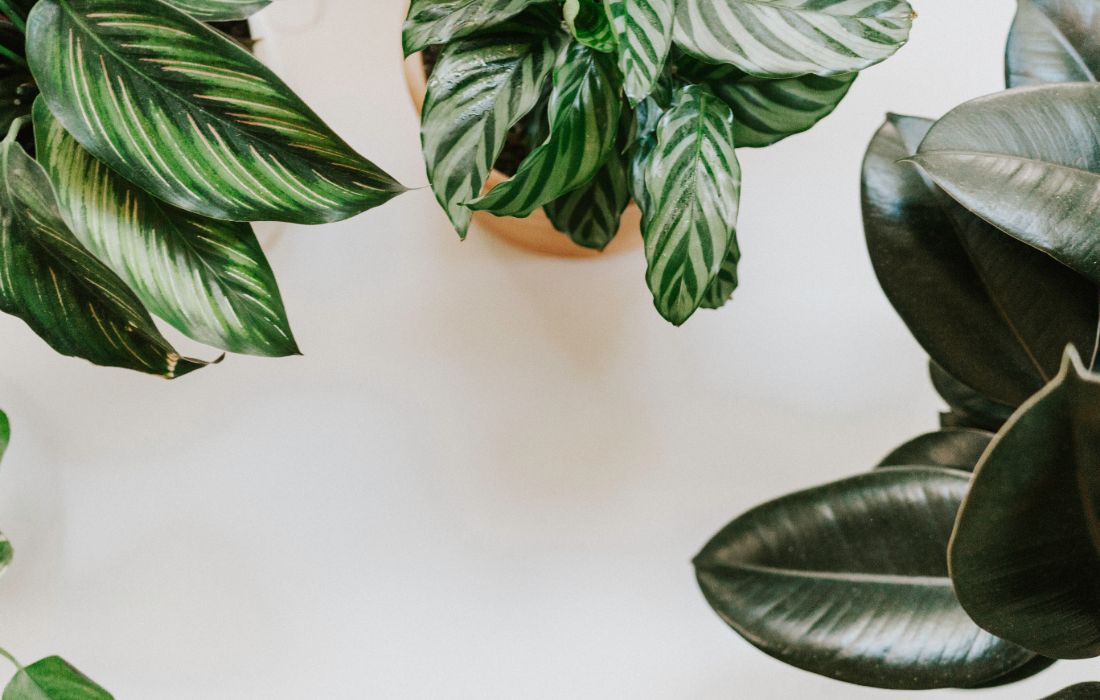 De Calathea komt in veel varianten, waarvan sommigen roze of paars zijn.