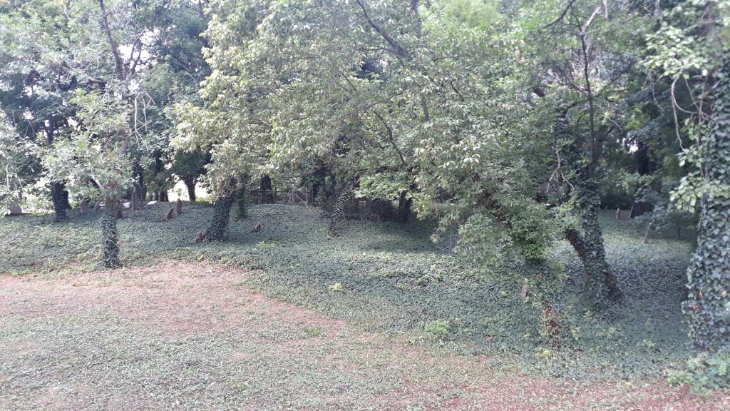 Karva_oregtemetoi_sirok (3)