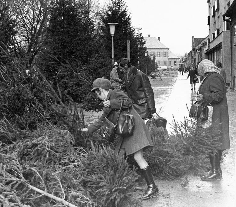 Vyberanie vianočného stromčeka. Námestie Hunyadi tér, 1974.