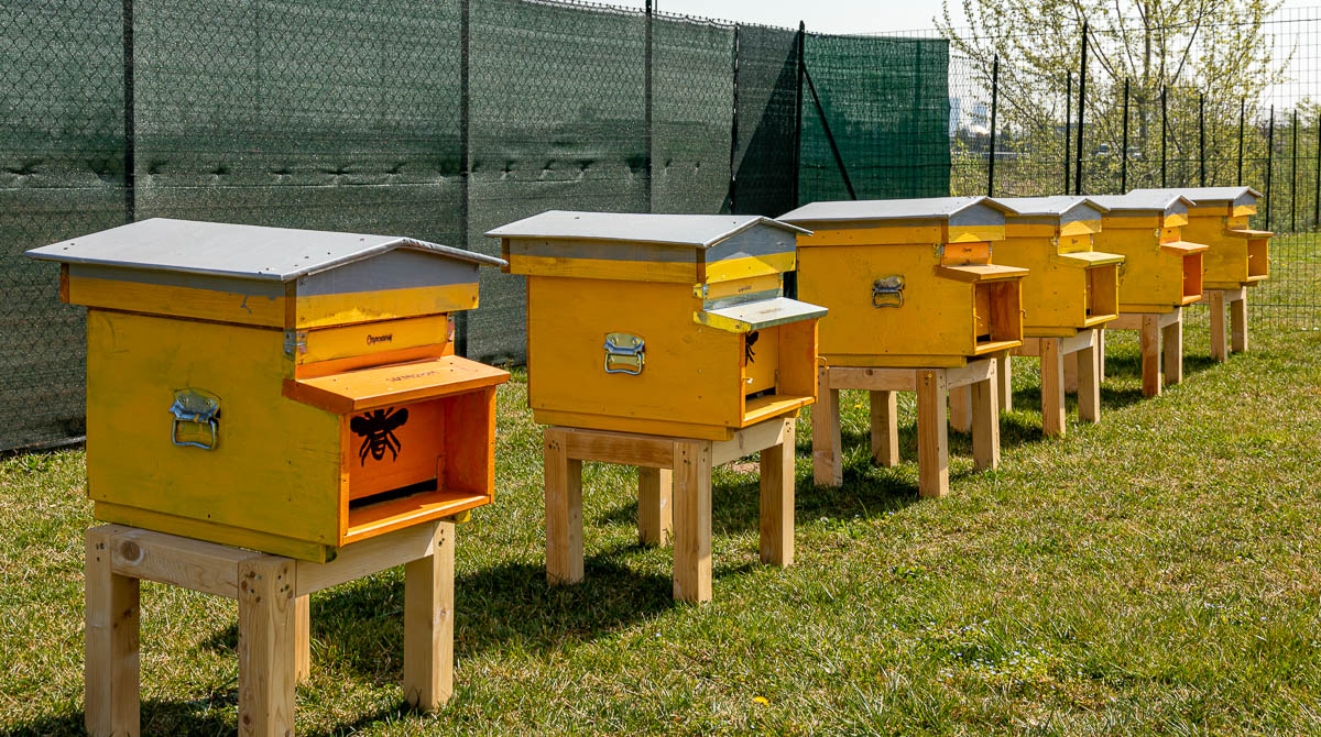 Biodiversità urbana Donna Moderna Biodiversità urbana Donna Moderna