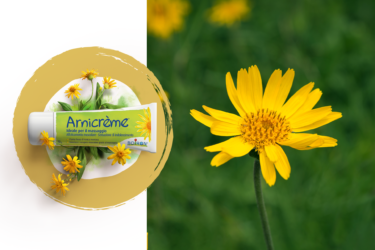 arnica