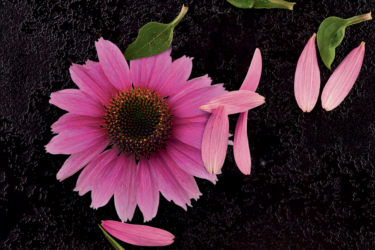 echinacea