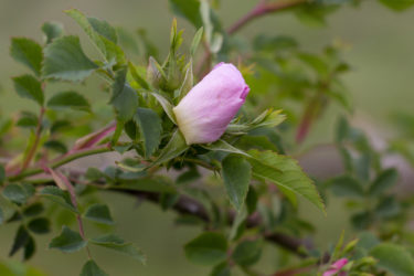 rosa canina