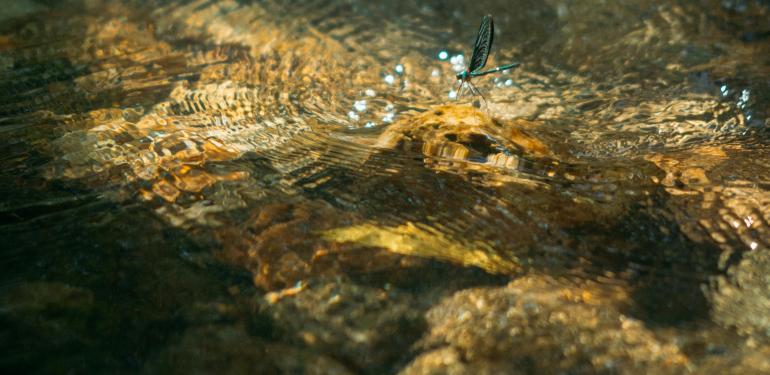 Photo by Dương Nhân (free licence via Pexels)