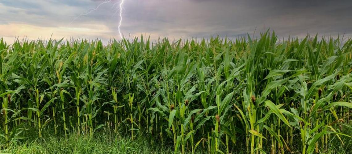 Blikseminslag op maisveld Blikseminslag op maisveld